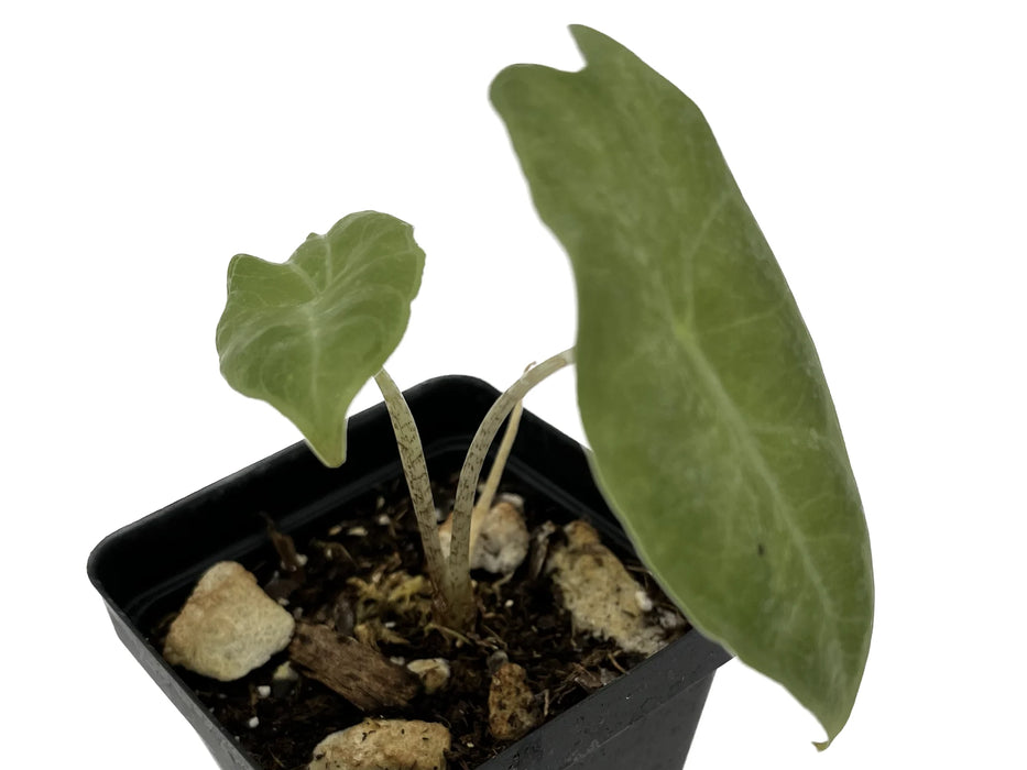 Alocasia longiloba narrow sp 'Borneo'