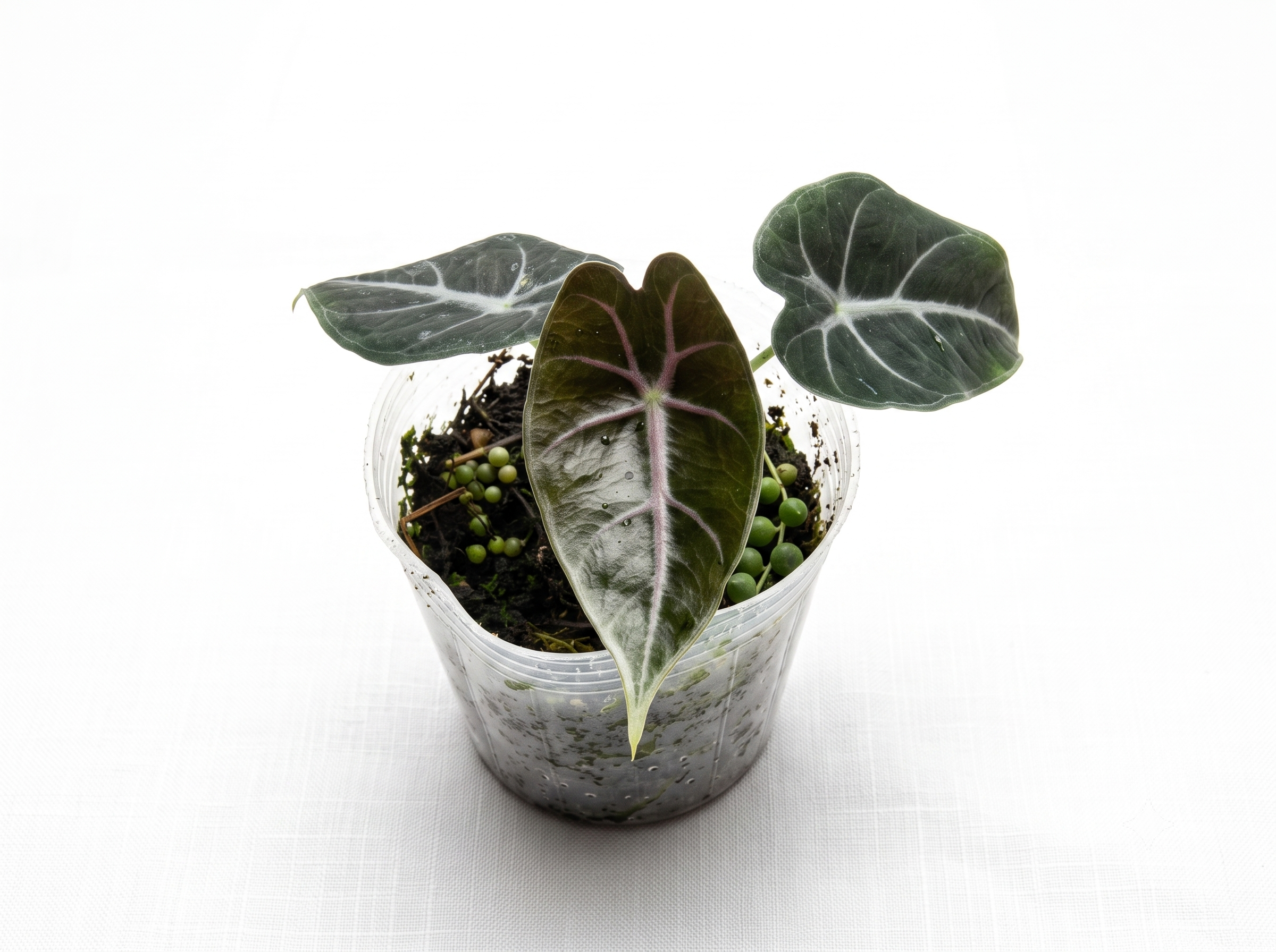 Alocasia Longiloba Suhirmaniana | Silvery Veined Tropical Aroid