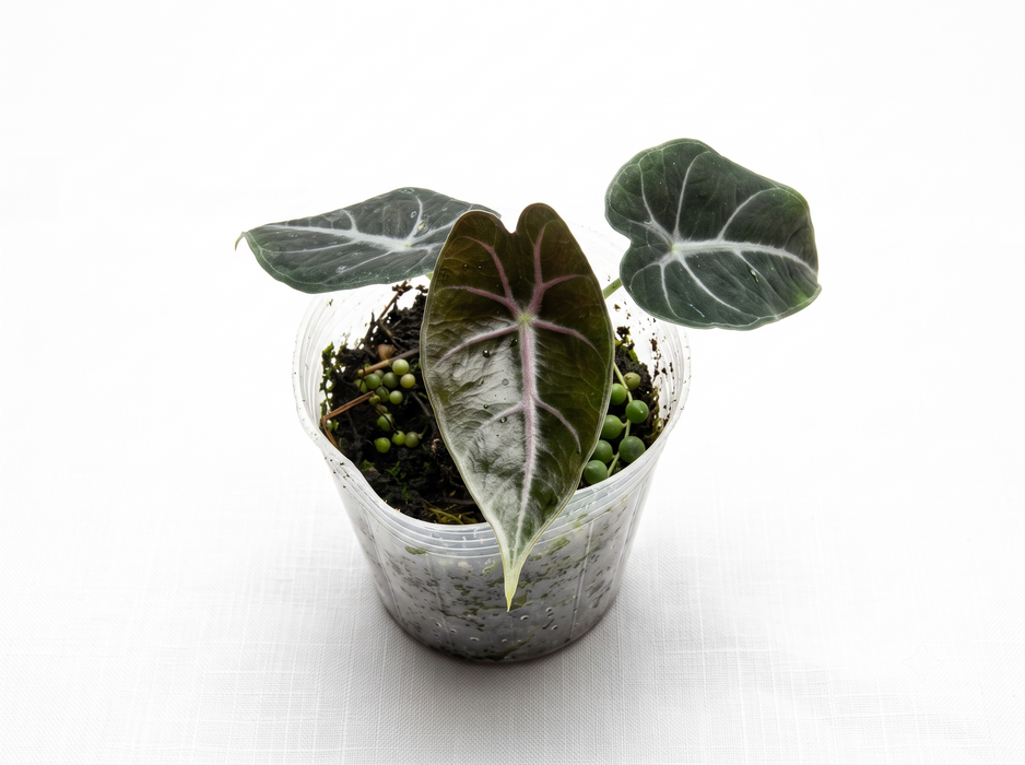 Alocasia longiloba Suhirmaniana (S)