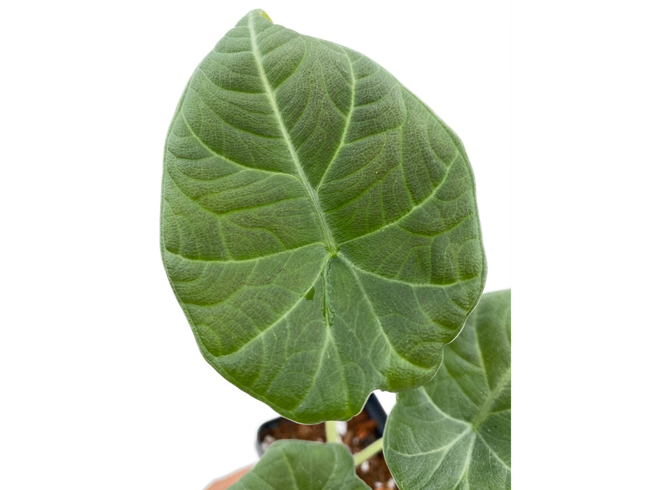 philodendron maharani Alocasia Maharani (Big)