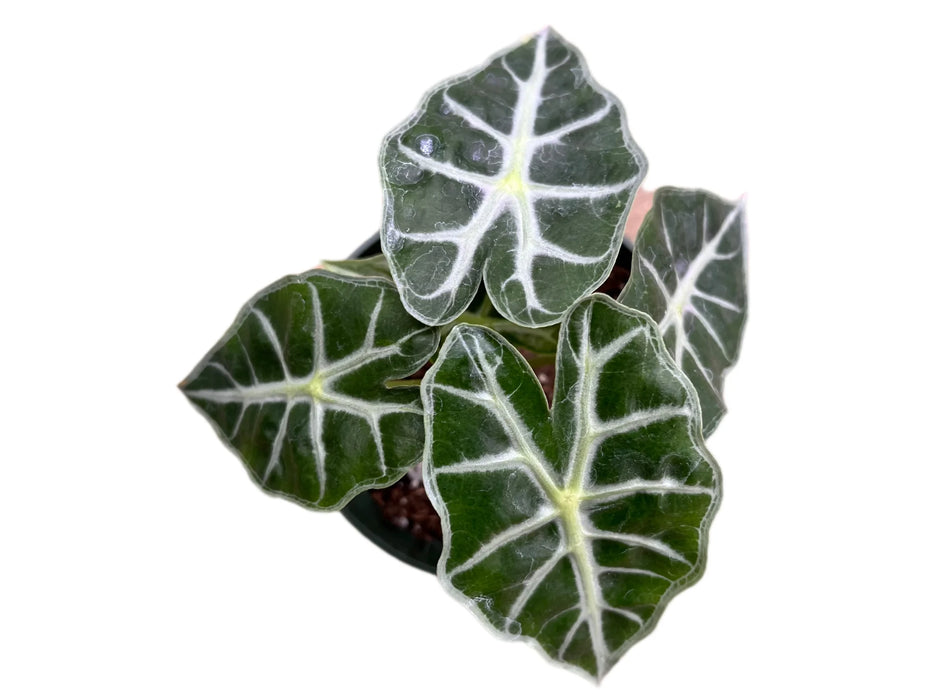 Alocasia 'Mandalay'