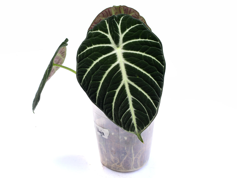 Alocasia Ninja