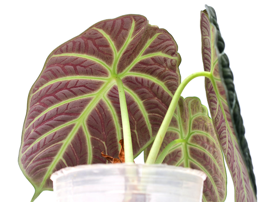 Alocasia Ninja