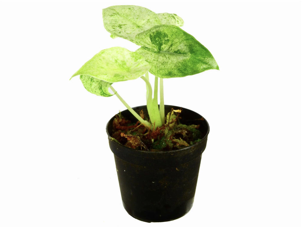 Alocasia odora batik variegated *Grower's Choice*