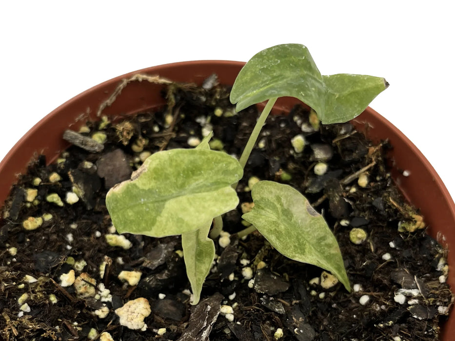 Alocasia Polly a Grade variegated