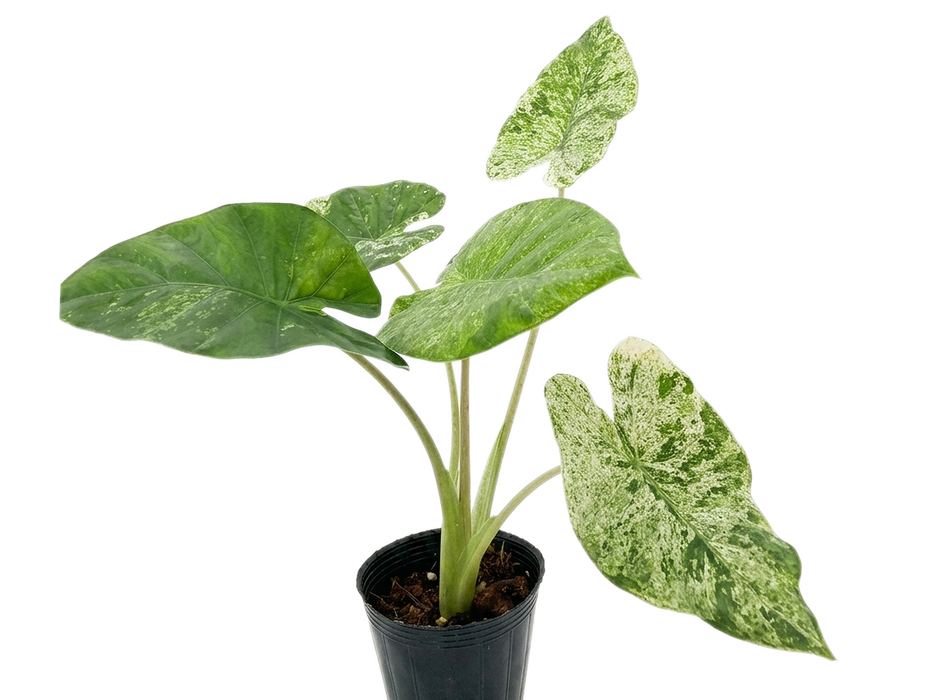 Alocasia Polly Mint Pink variegated
