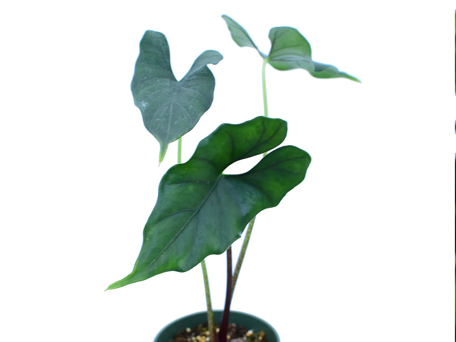 Alocasia 'Purple Cloak' - seedling