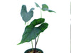 Alocasia 'Purple Cloak' (seedling)