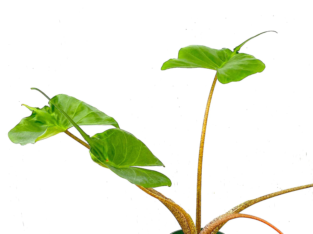 stingray philodendron Alocasia, 4in, Stingray