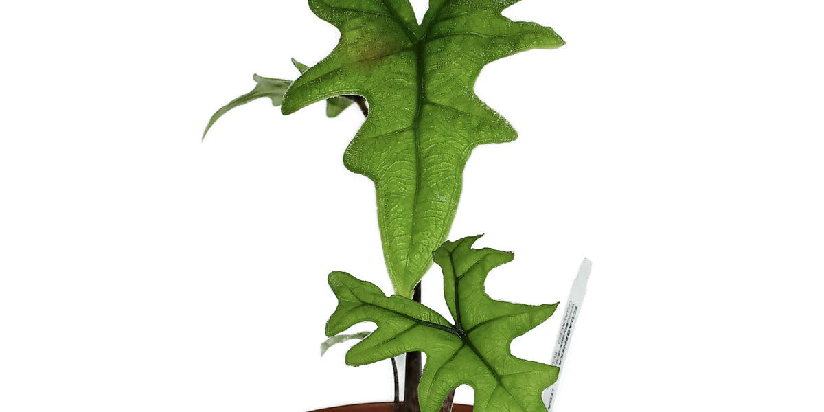 Alocasia_Tandurusa_Jacklyn_120