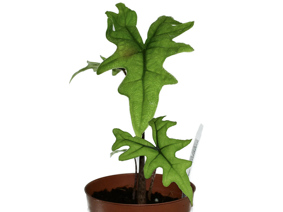 Alocasia tandurusa 'Jacklyn'