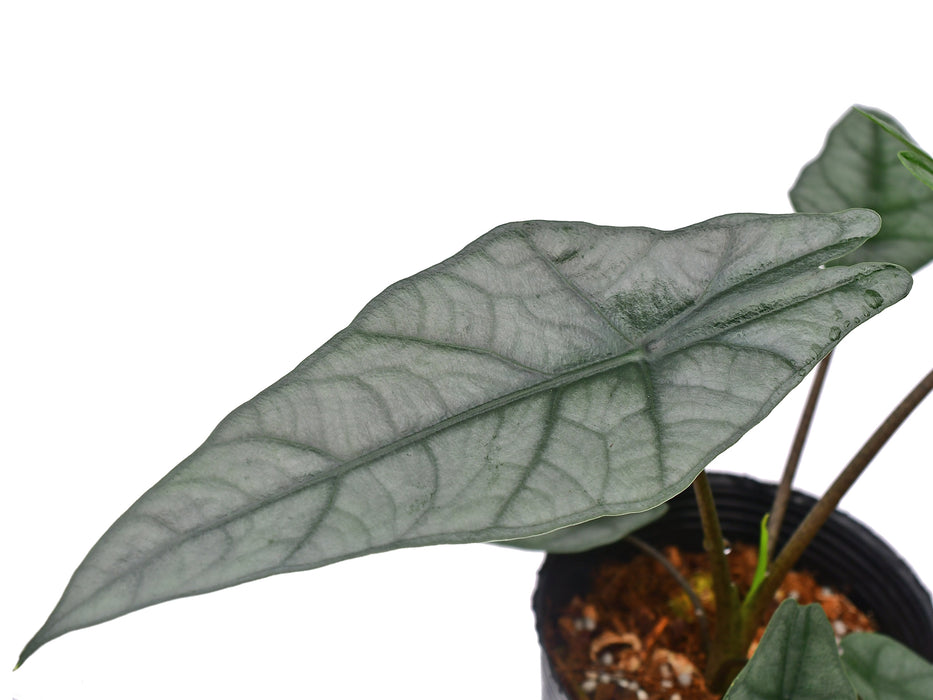 Alocasia heterophylla 'Metallic Blue'