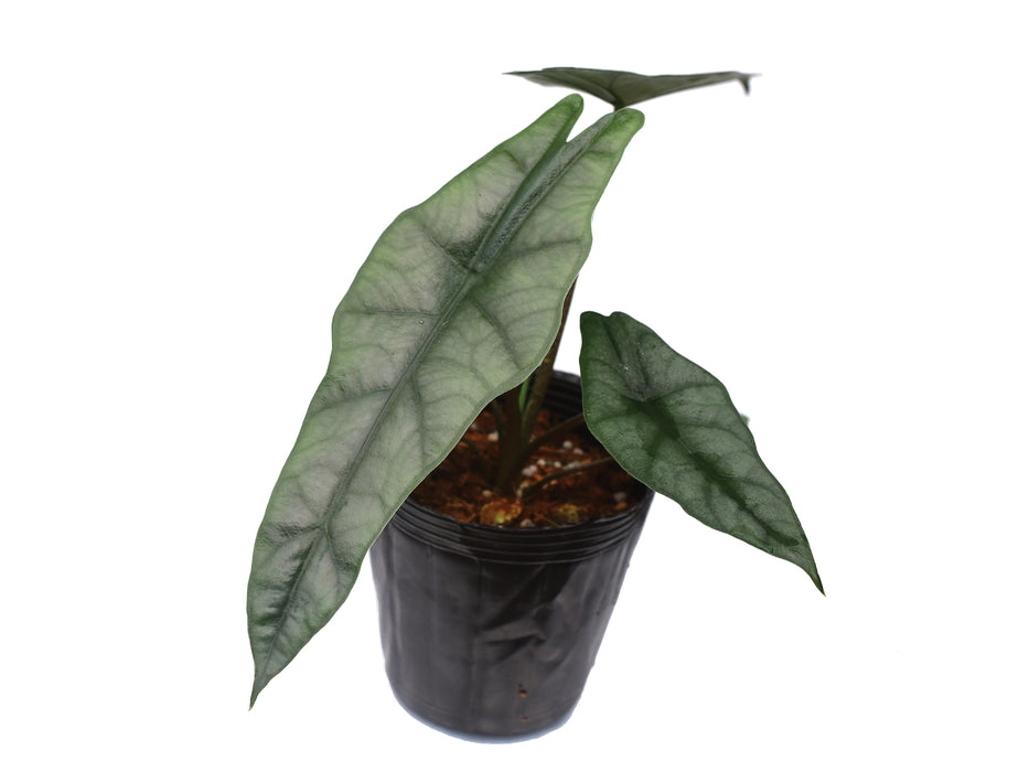 Alocasia heterophylla 'Metallic Blue'
