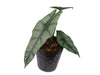 Alocasia heterophylla 'Metallic Blue'