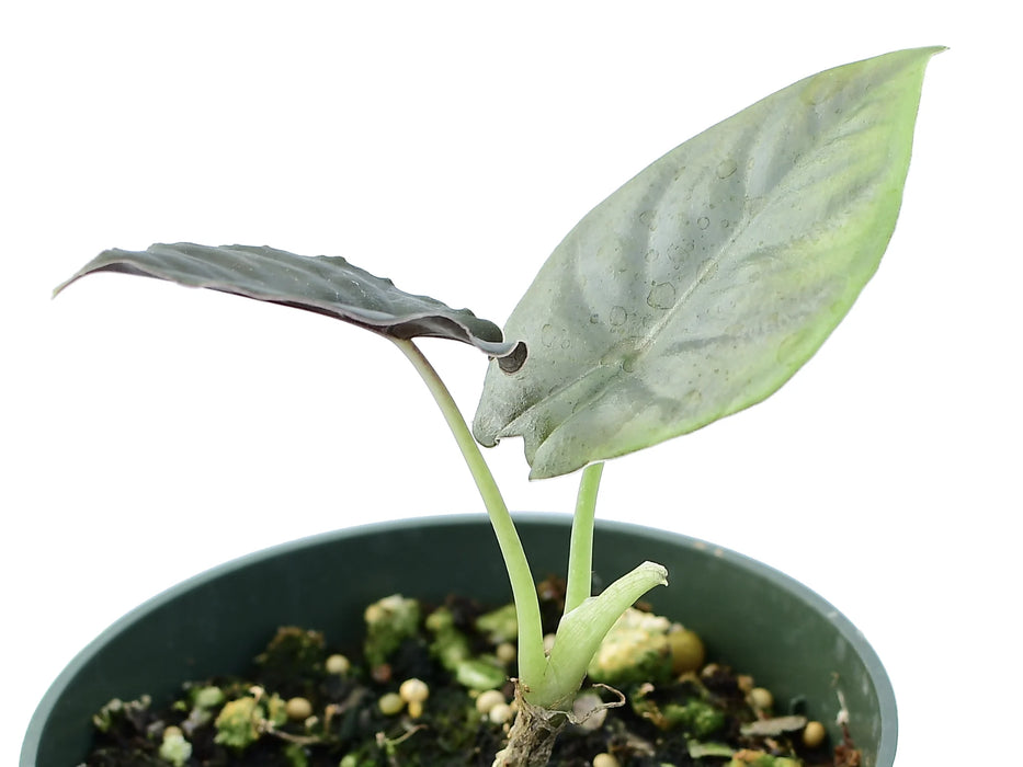 Alocasia infernalis - seedling