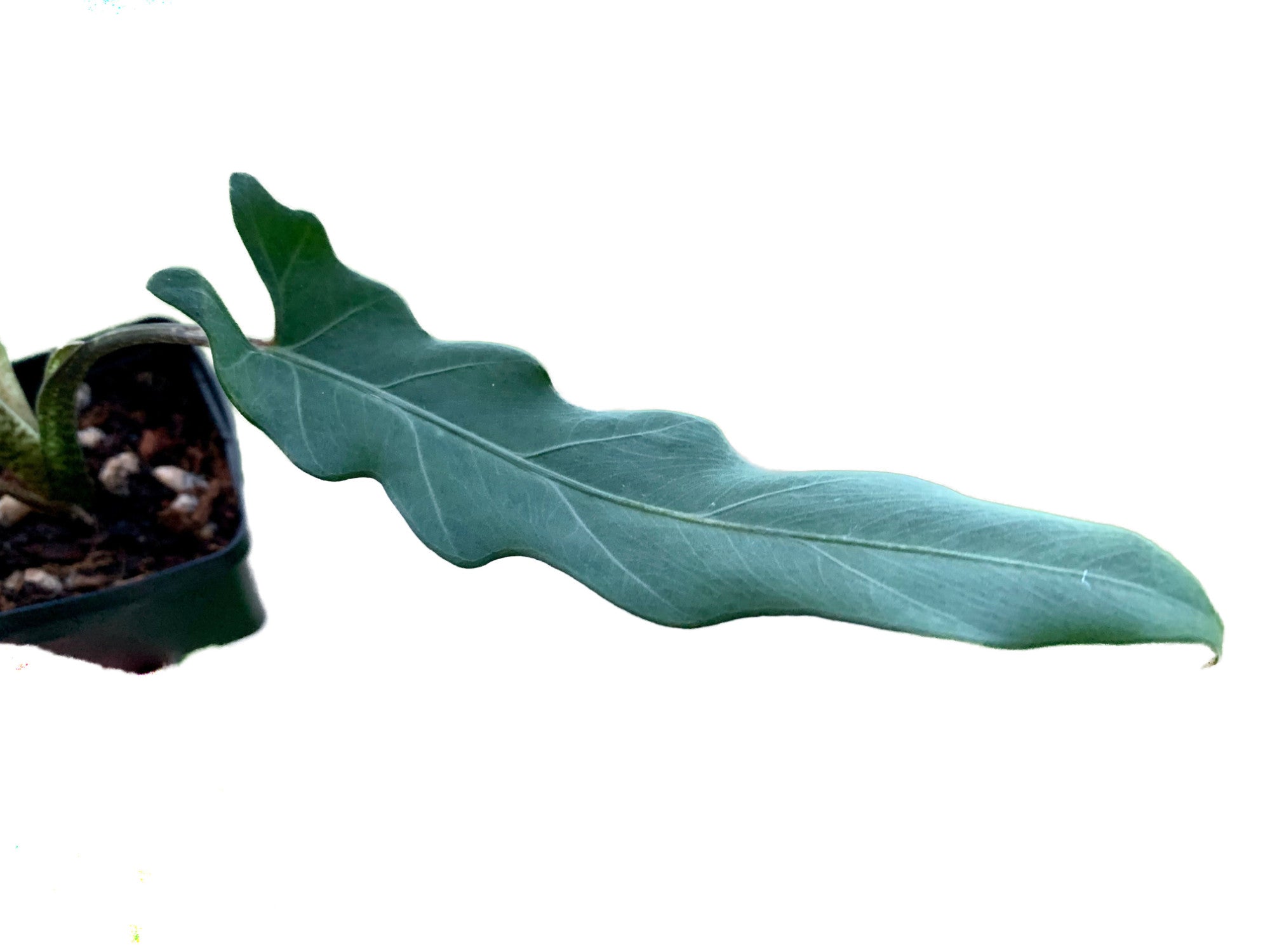 Alocasia Lauterbachiana - Wavy Edge Tropical Plant