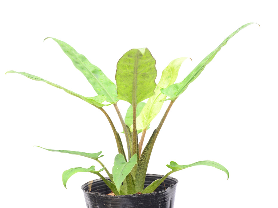 Alocasia lauterbachiana mint variegated