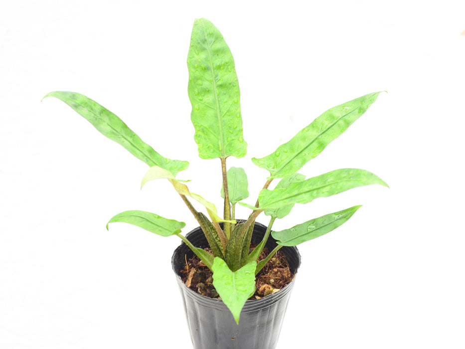 Alocasia lauterbachiana mint variegated