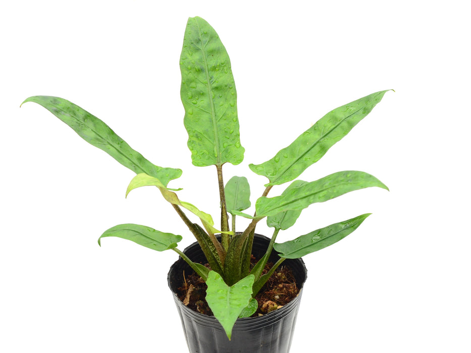Alocasia lauterbachiana mint variegated