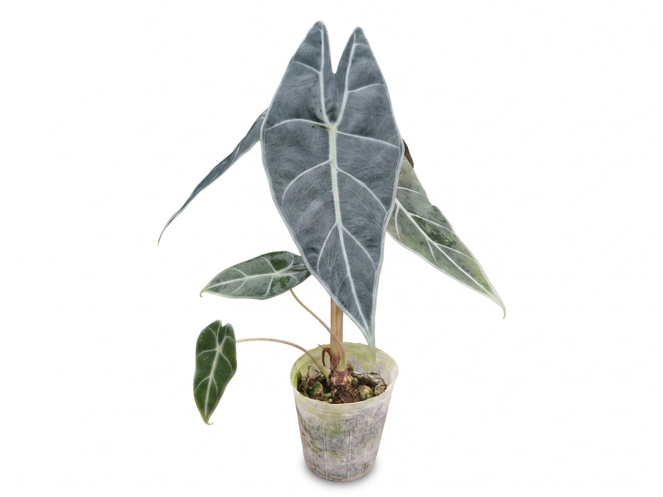 Alocasia longiloba 'watsoniana'red vein