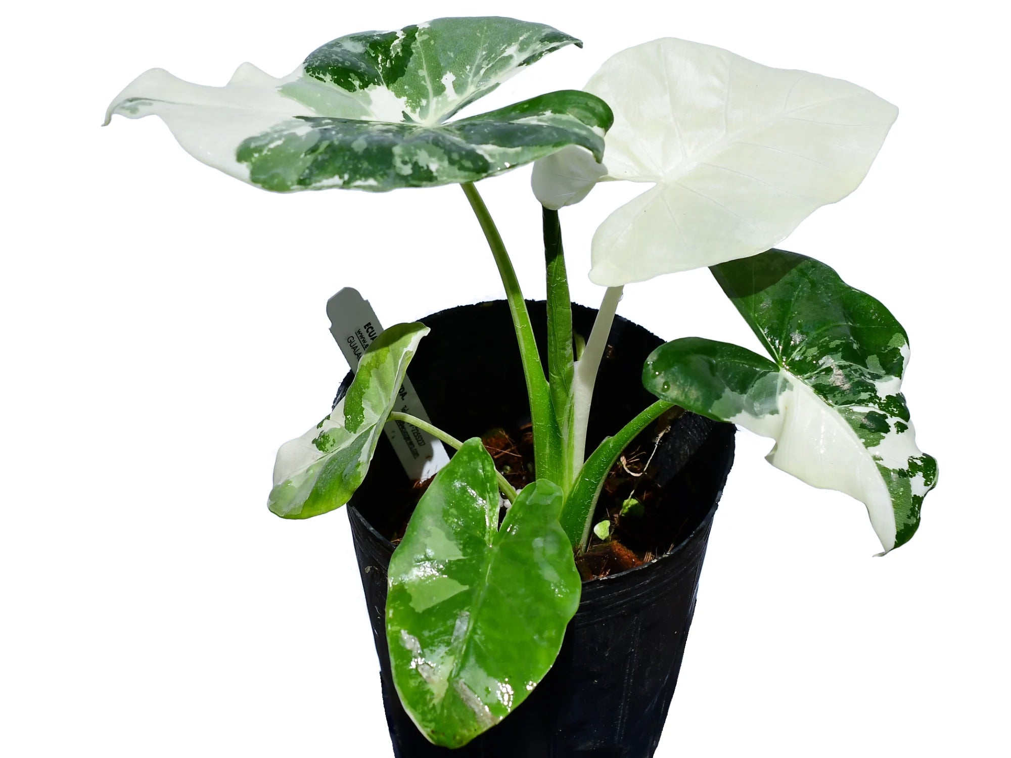 Alocasia Macrorrhiza Variegated - Giant Variegated Tropical Plant