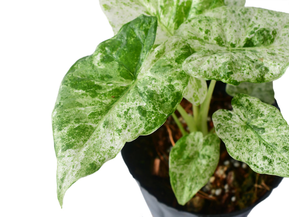 Alocasia macrorrhizos camouflage variegata