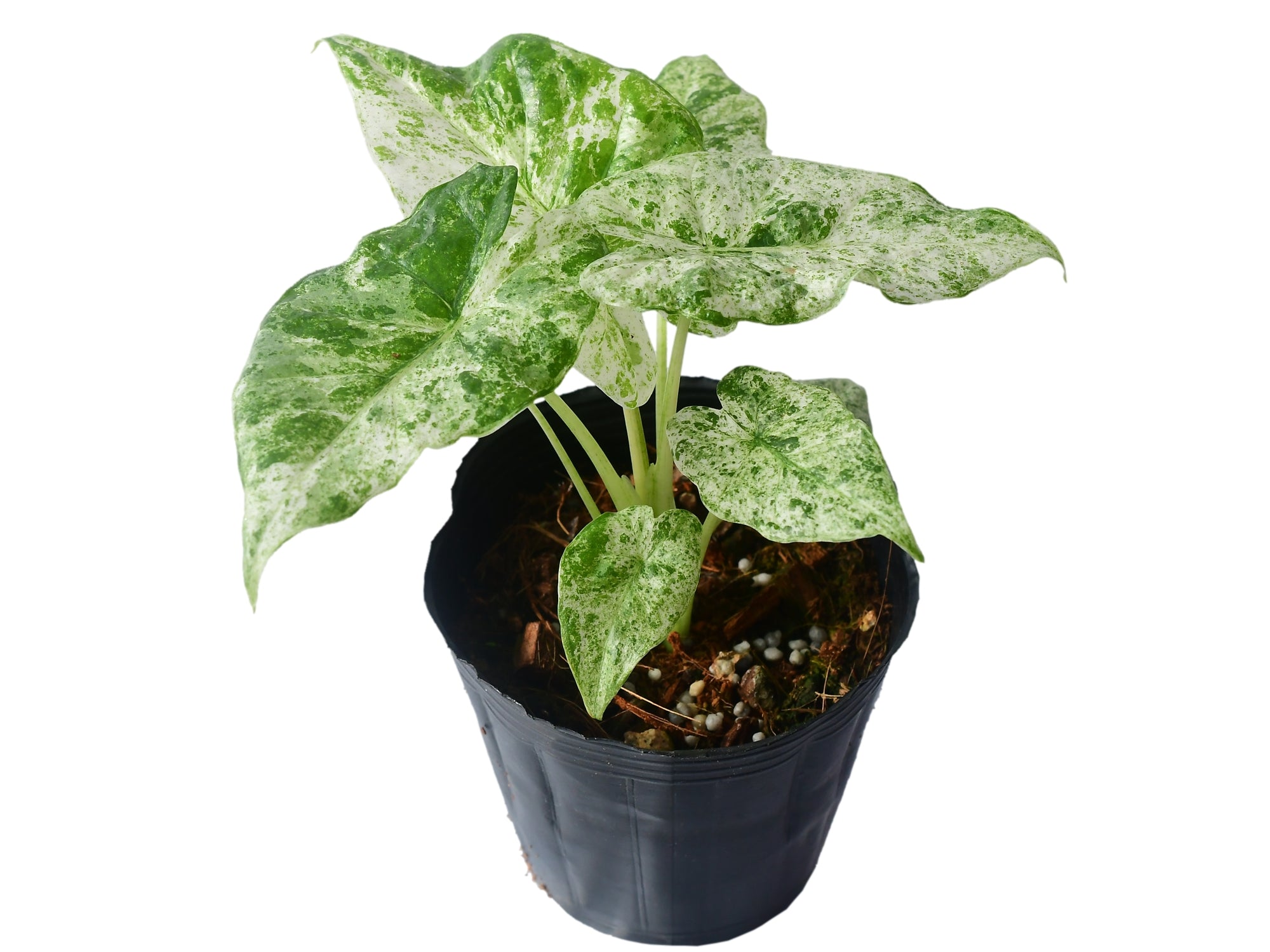 Alocasia macrorrhizos camouflage variegata — Ecuagenera USA Corp