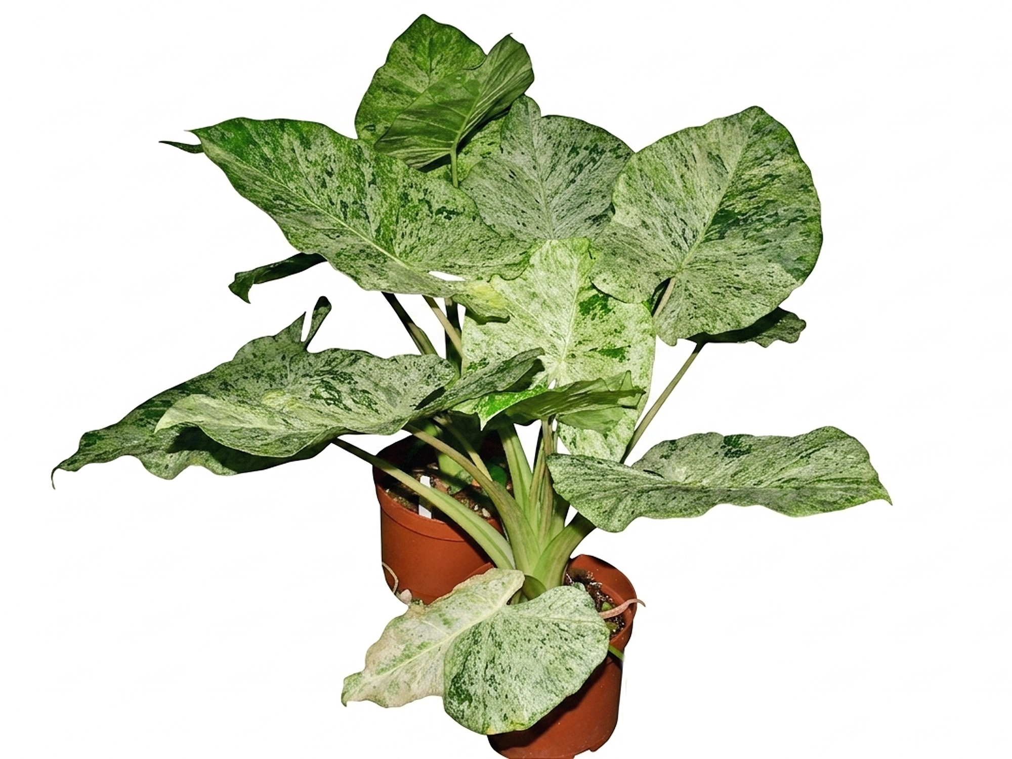 Alocasia Odora Variegated 'Batik' - Batik Pattern Tropical Plant