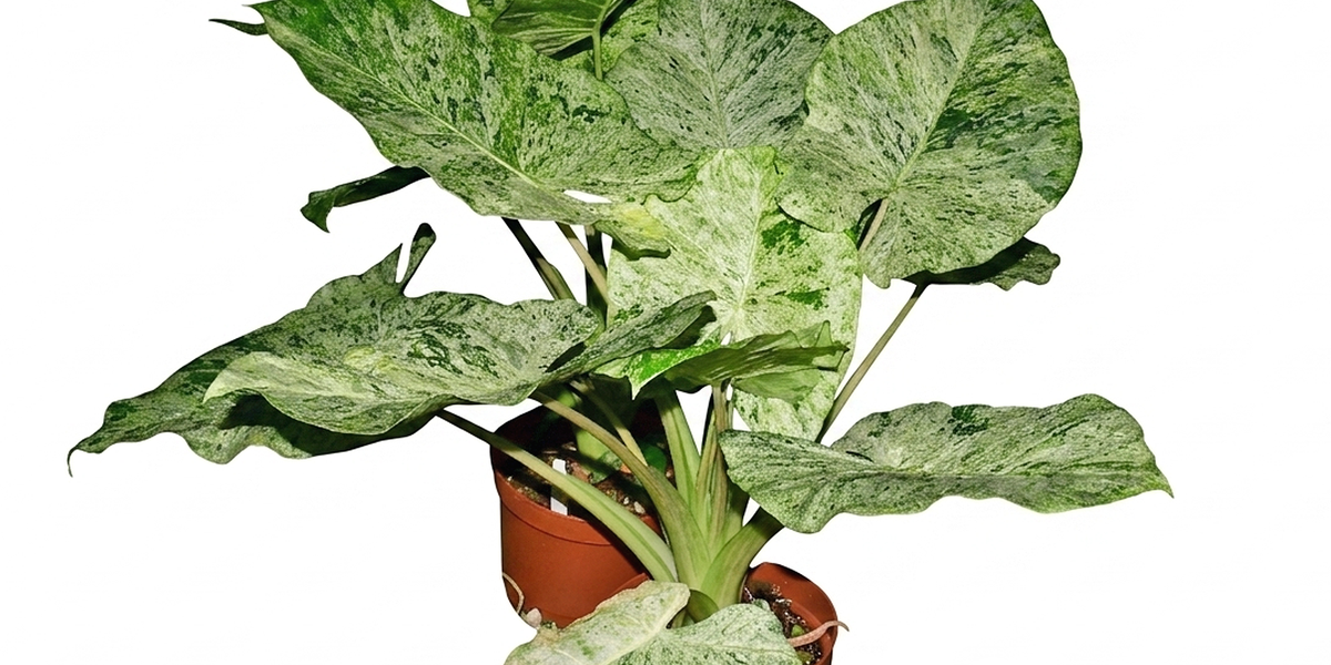 philodendron batik Alocasia odora 'Batik Variegata'