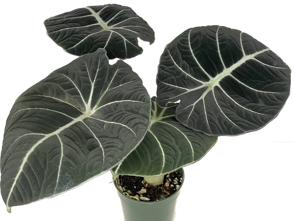 black velvet philodendron Wekiva Foliage Alocasia Black Velvet-Live Plant in a 6 in. Pot-Alocasia Reginula 'Black Velvet'-Indoor Houseplant