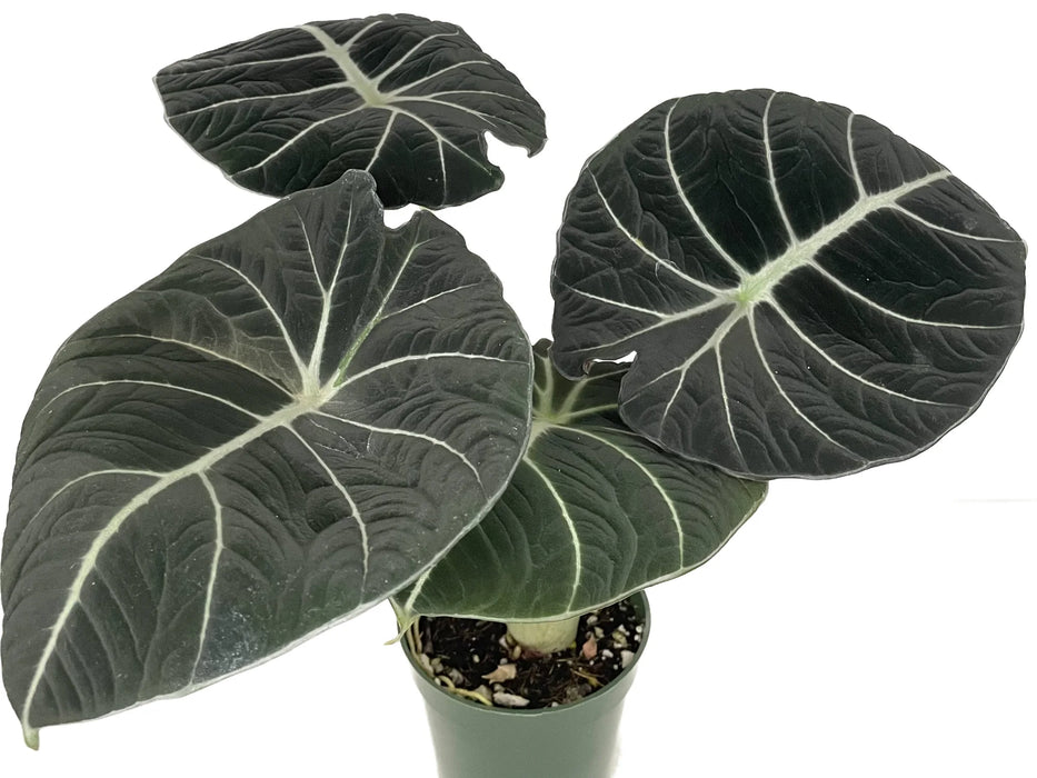 black velvet pothos Alocasia Reginula Black Velvet - Velvety Black Tropical Plant