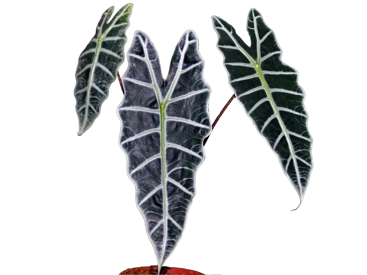 Alocasia sanderiana — Ecuagenera USA Corp