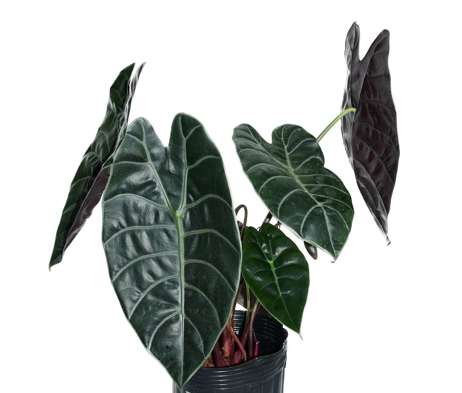 Alocasia watsoniana