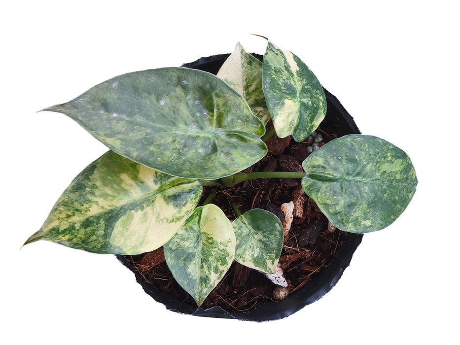 Alocasia Wentii aurea variegated