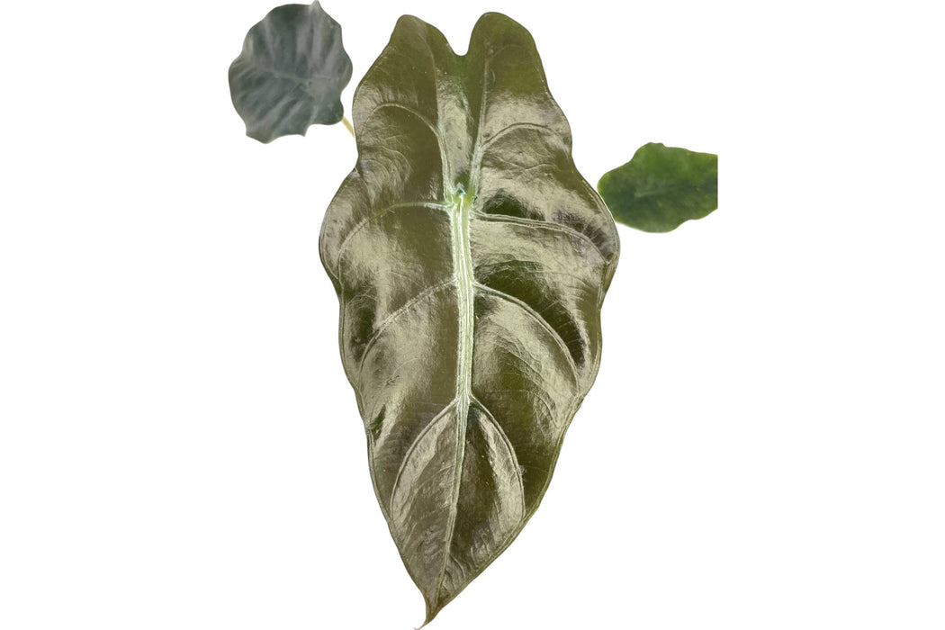 Alocasia x chantrieri - seedling