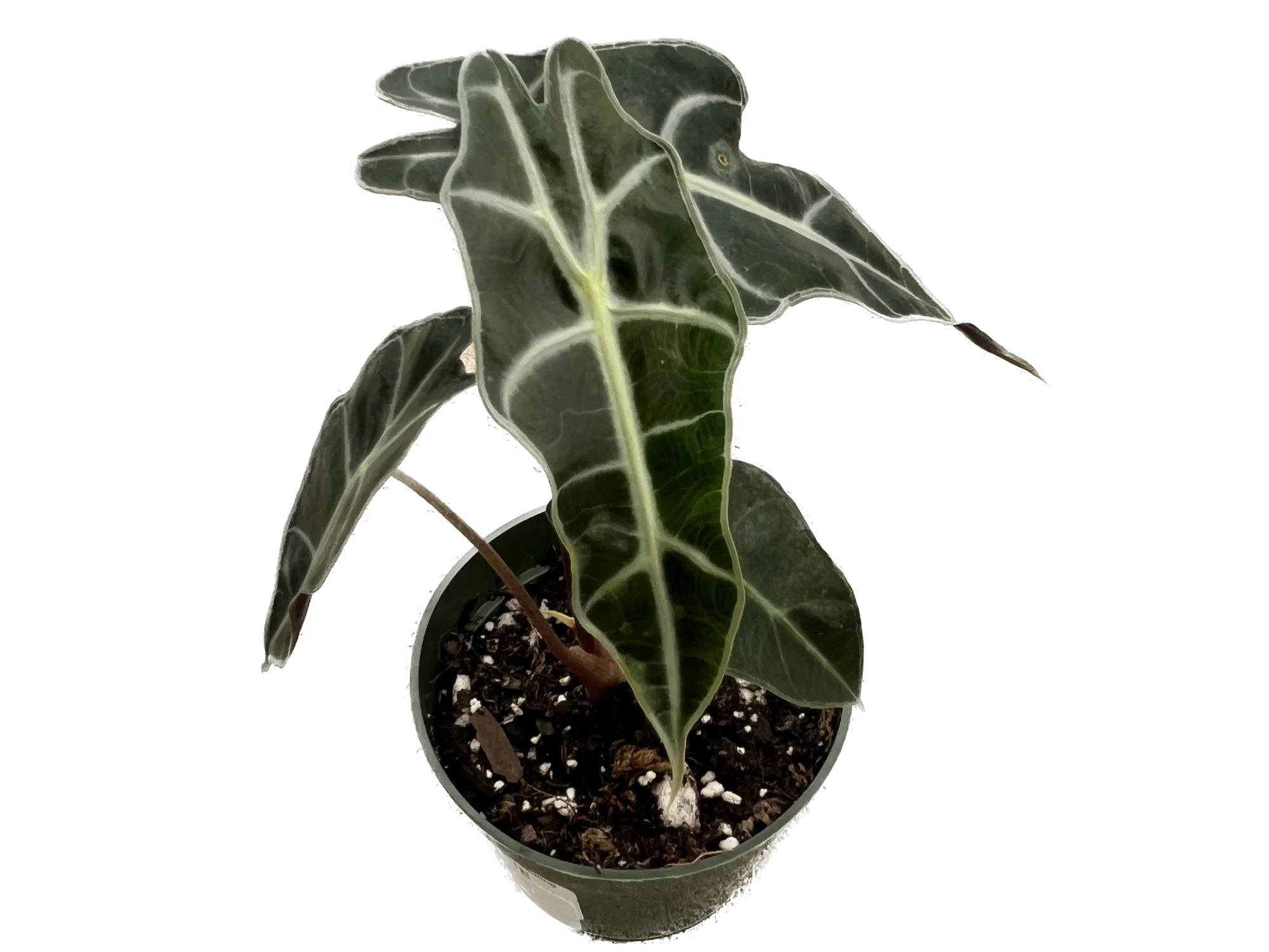 indoor bonsai shop Houseplant Bonsai Mix in 18cm Ceramic Pot – Co-Op Superstores main image 0