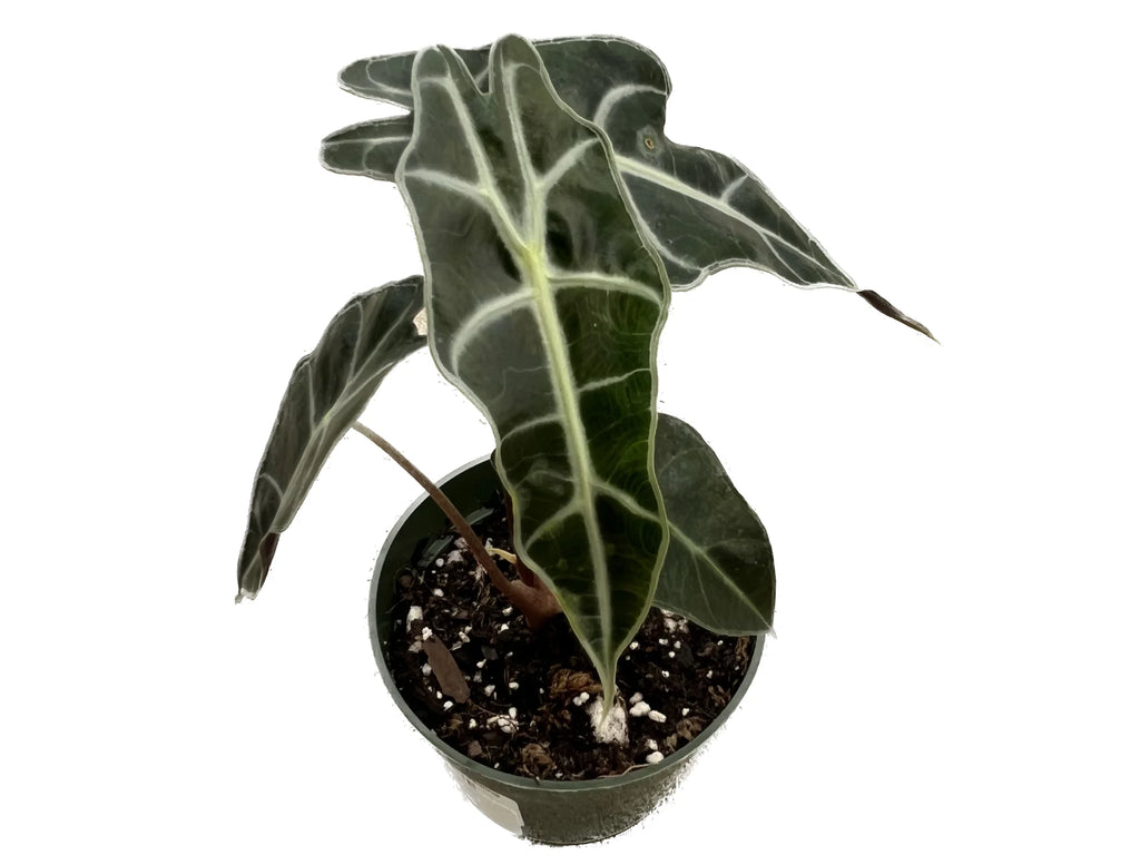 Alocasia amazonica (Big)