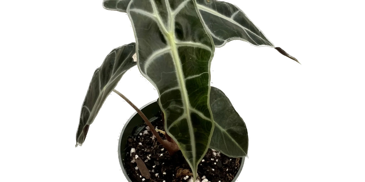 Alocasia amazonica (Big) — Ecuagenera USA Corp