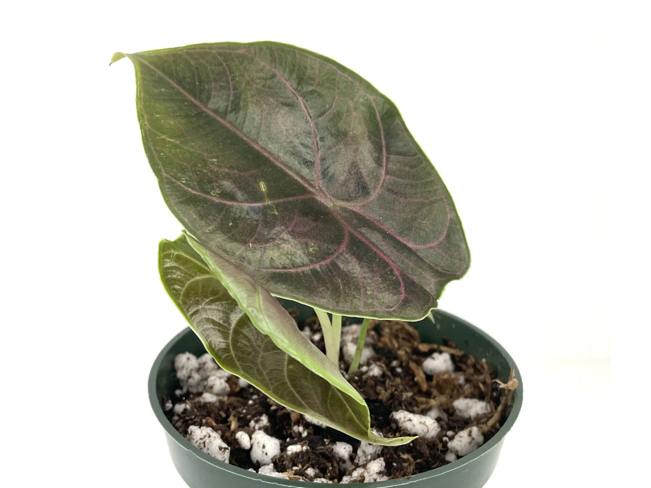 Alocasia azlanii - seedling