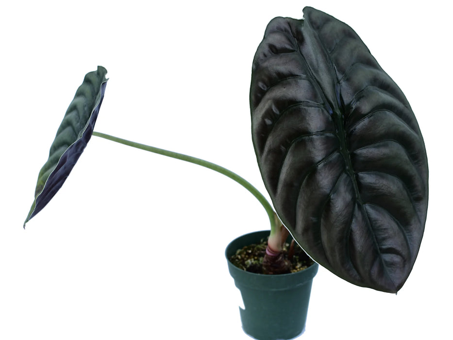 Alocasia cuprea - seedling