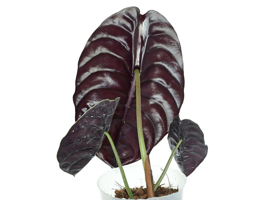 Alocasia cuprea