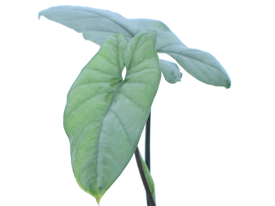 Alocasia heterophylla