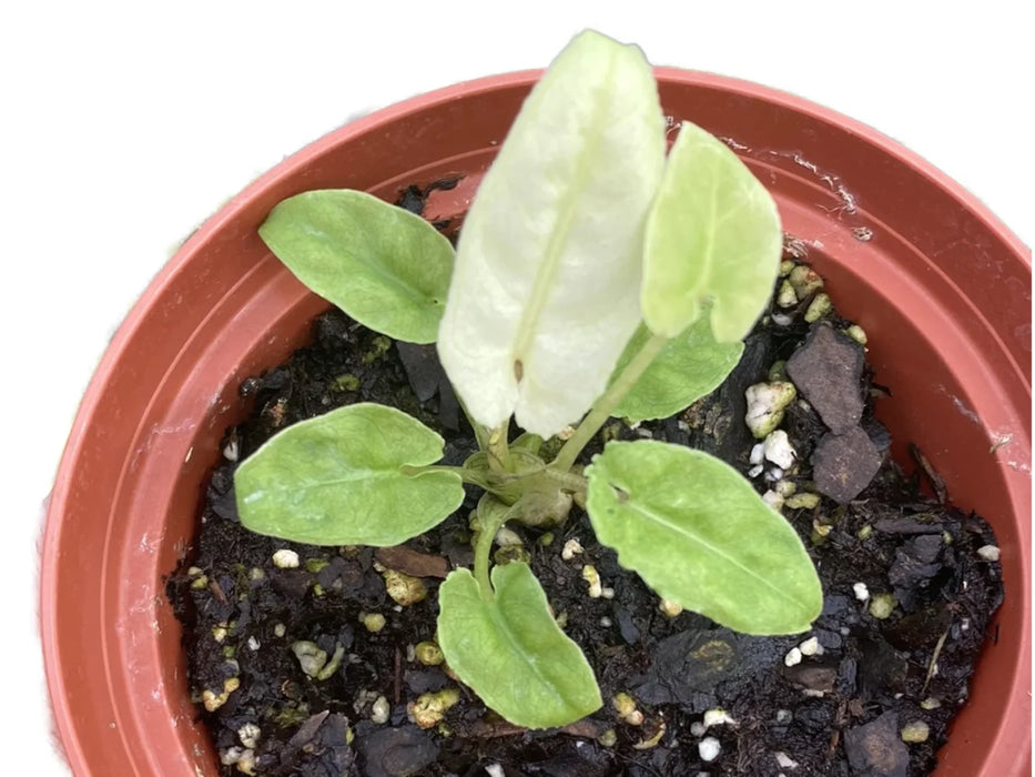 Alocasia lauterbachiana aurea variegated - seedling