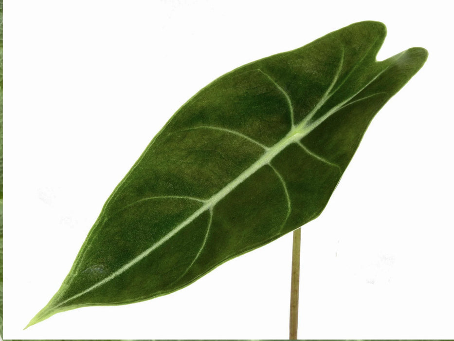 Alocasia longiloba 'Purple Prince'