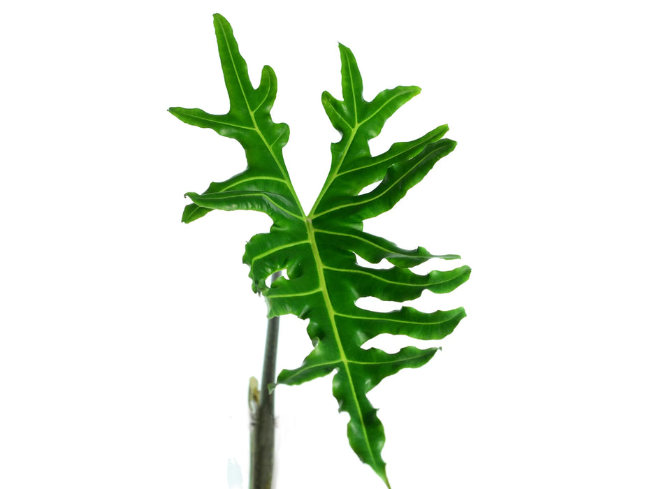 Alocasia portei