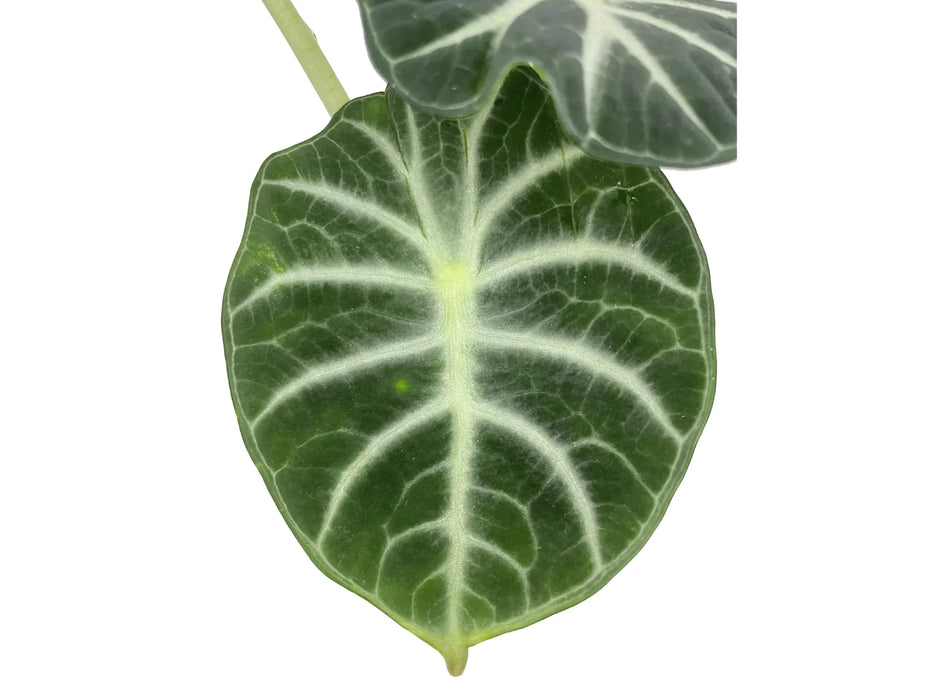 Alocasia reginula ‘Ninja’