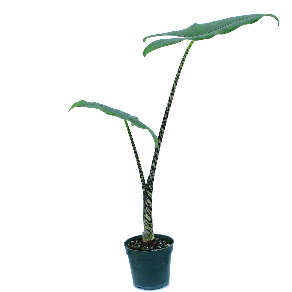 alocasia zebrina large Alocasia zebrina