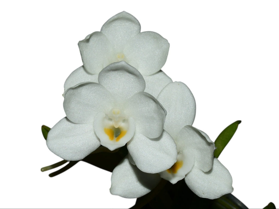 Amesiella philippinensis