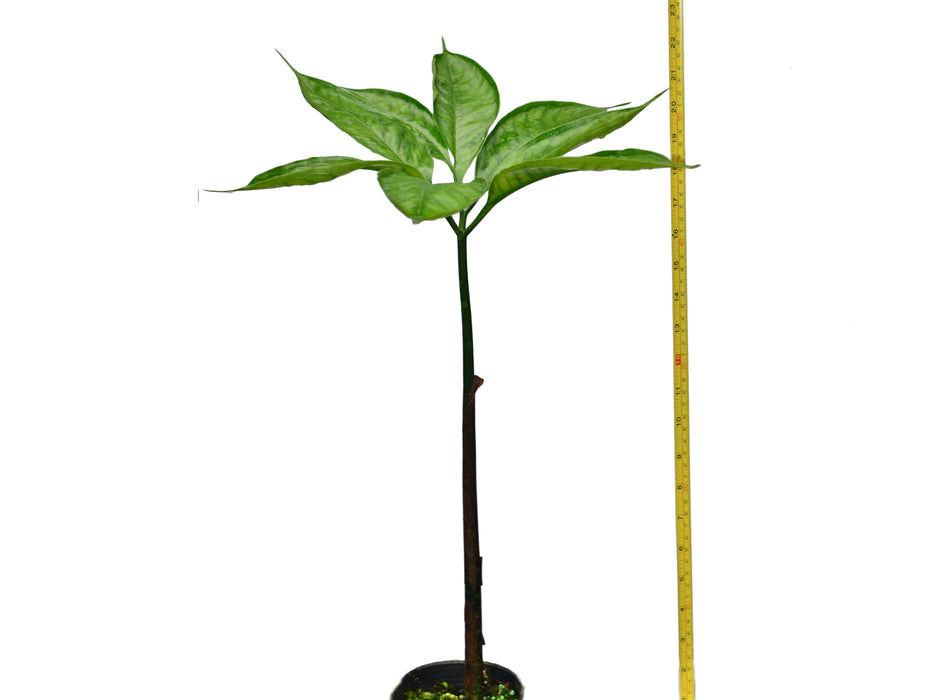 Amorphophallus titanum