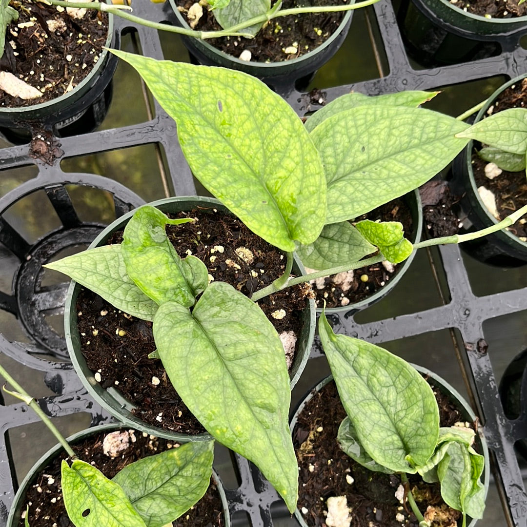 thunbergia alata plants Thunbergia Seeds Black Eyed Susan Vine Thunbergia Alata 50 Seeds –  trailingpetunia.com main image 1